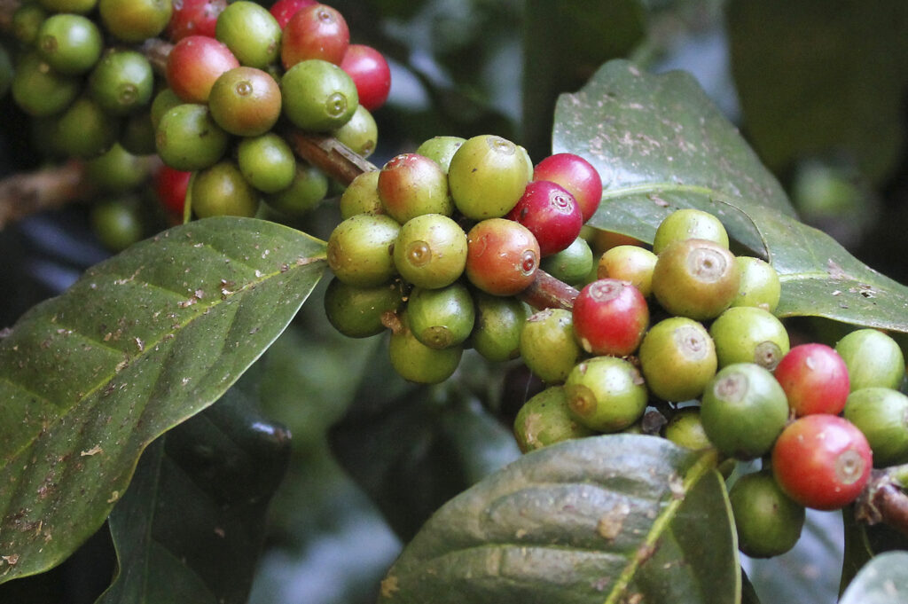 Guji coffee beans