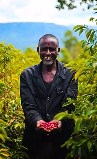 Handpicked coffee cherries