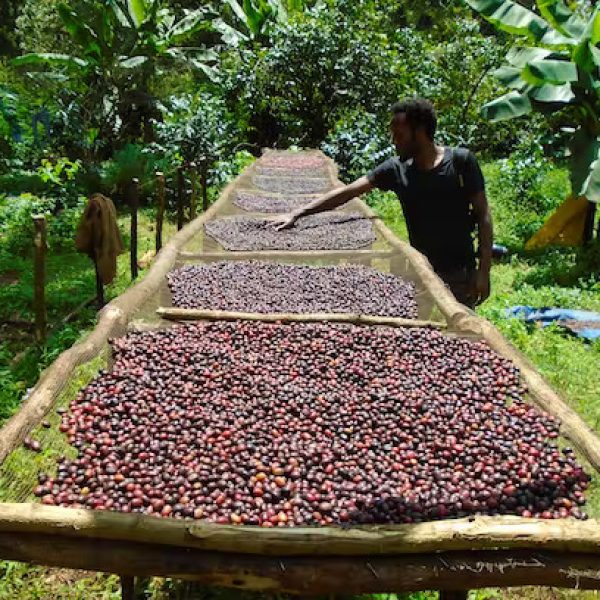Coffee washing process